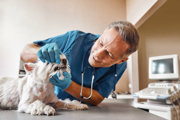 Best Emergency Treatment for Toothache in Wolf Creek, UT